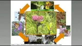 Monarch Biology and Conservation Basics