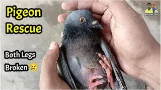 Birds care tips | Wild penguin rescue