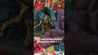 4441111055193803 на корм для безпритульних