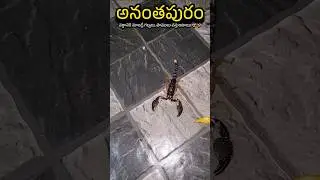 Anantapur Traveller - Be careful, scorpions and snakes come during the rain 🦂🪱 #anantapur #rain