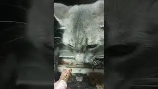 #Kitty is too hasty in their greed.