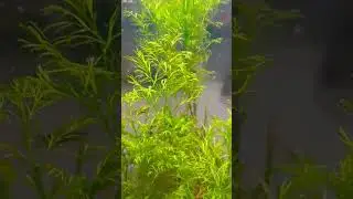 Choosing The Right Fish For Your Live Plant Aquarium