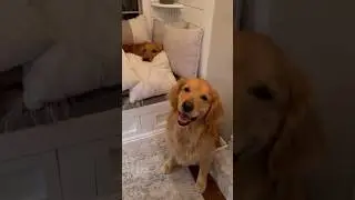 A girl moved into my dogs house! #dog #goldenretriever @EllieGoldenLife