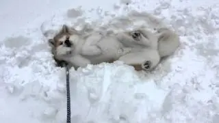 秋田犬かず 帰りたくない