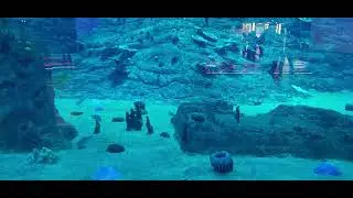 #aquarium #aquaticlife #marinelife #biodiversity biodive