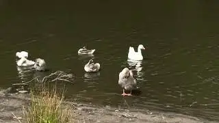 Geese-Swans&rsquo;  Splashes of Happiness.