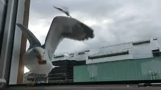 Week 6: He's Yapping In The Background Making Sure The Other Birds Know This Is His Turf