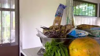A visit from a Blue Morpho - Cachi, Costa Rica