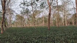 THE  BEAUTIFUL TEA GARDEN OF DIBRUGARH   4K TEA GARDEN  BEAUTIFUL VIDEO OF INDIA ULTRA HD  T.G.VIDEO
