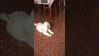 Nelo no entiende por qu&eacute; su nueva amiga Rita no corre 🐢