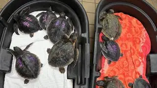 Cold Stunned Sea Turtles Arrive from New England