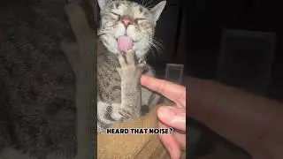 Heard that noise Pattycake made? Was way louder in person #shorts #catvideos