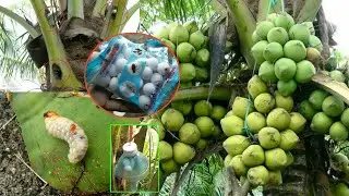Coconut protection best effective, new techniques, easy work - my agriculture