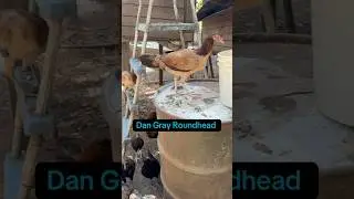 Beautiful Dan Gray Roundhead Brood Pullet 2025 Season #gamefowl #backyardchickens