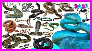 ¡TIPOS DE SERPIENTES! 🐍 Video educativo - 蛇- SNAKE - ЗМЕЯ - COBRA - SERPENT - 뱀