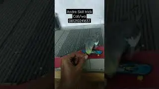 Falk ( parkit Australia ) main skateboard pintar cerdas lucu & menggemaskan