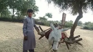 Donkey Tales: Stories from the Barnyard