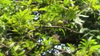 life and environment.save birds 