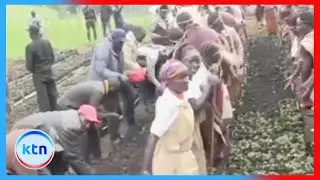 Sengwer community and Kenya Forestry Service join hands in Embobut Forest conservation efforts
