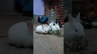 cute rabbit eating grass,,😊#shorts #youtubeshorts#jharkhand #youtube