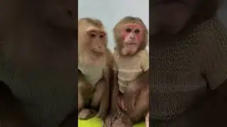 Sam boy & Asher miss Monkey baby Theo is sad #shorts
