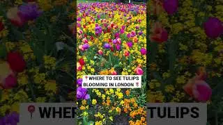 3 locations in London to see tulips blooming this season 🌷(in caption) #thingstodoinlondon #london