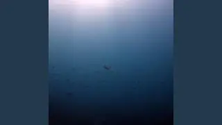 Underwater Wonder (Nature and Music)