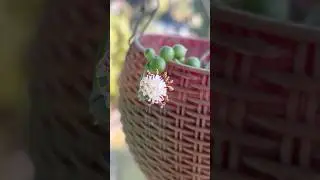 Extra ordinary gift by nature #nature #flowers #naturelovers #peace