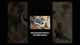 Chromodoris lochi is a beautiful animal #animals #animallover #animalsvideo #chromodoris