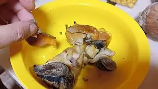 малюск  Трубач  Приморский край