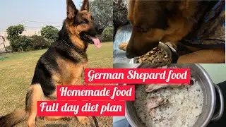 German shepherds diet plan | pet tamil vlog | homemade  food for dog| pet care tips| #mahabepositive