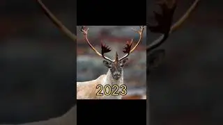 2023 Caribou V/s 5000 bce Caribou #shortvideo #viral