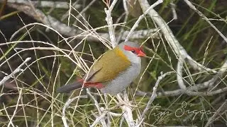 Red Browed Finch(  Neochmia temporalis)