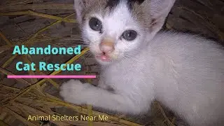 Abandoned Cat Rescue | Rescue Abandoned Cat From Forest | Rescue Cat Videos