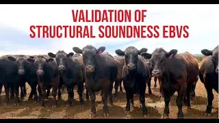 Validation of Structural Soundness EBVs