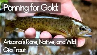 Panning for Gold: Arizona&rsquo;s Rare, Native, and Wild Gila Trout