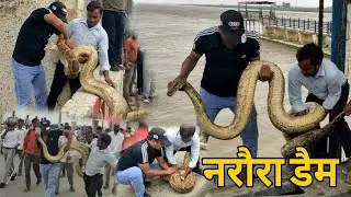 इससे ज्यादा खतरनाक अजगर रेस्क्यू मैंने आज तक नहीं देखा 