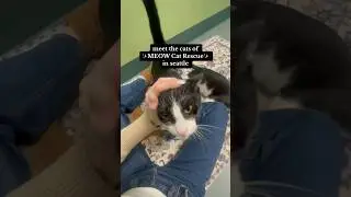 meet the kitties of MEOW cat rescue !!! introducing the stars of the show 🐱🤍✨ #catrescue #cat #dog