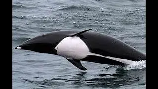 THE SOUTHERN RIGHT WHALE DOLPHIN