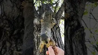 Feeding Squirrels at the park 🐿️🥜 #squirrel #cutesquirrels #feedingsquirrels #cuteanimals