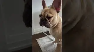 Frenchie live outside and fight for food #frenchie #frenchbulldog