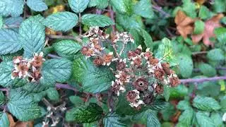 Common blackberry (Rubus allegheniensis) - leaves & spent flowers - December 2017
