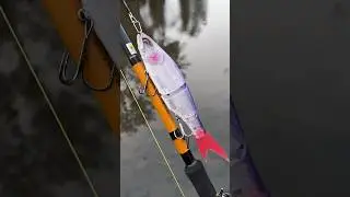 Galapagos Grace 🤧🤯🔥 #shorts #fishcandy
