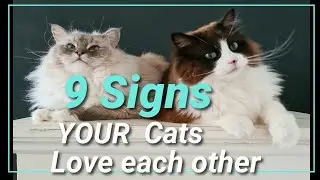 9 Signs Your Cats Love Each Other