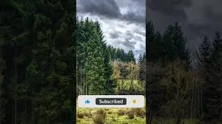 #rain #springrain #nature #gentlestream #forest #forestsounds #relaxing #ambientnaturesounds