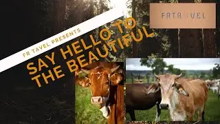 The Cows of Kirthar Mountain Range