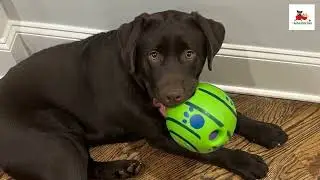 Wobble Wag Giggle Treat Ball for Dog Review for Pet Lover