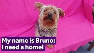 Adopt Bruno | Yorkshire Terrier | Mayhew