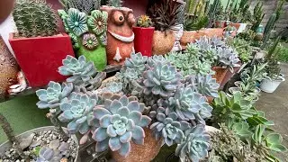 kumusta kaya ang mga succulents ko matagal na walang update