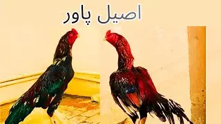 Top Aseel Colors That Look Dangerous 😲🔥#Aseel #viral #desi